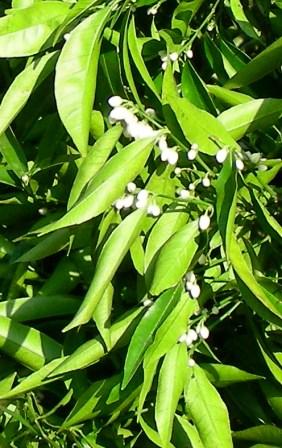 CITRON PETIT-GRAIN (citrus limonus) BIO, feuilles - en 5ml, 10ml, 15ml